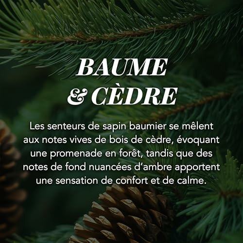 Senteurs de sapin baumier et de cèdre avec des branches de sapin et des pommes de pin.